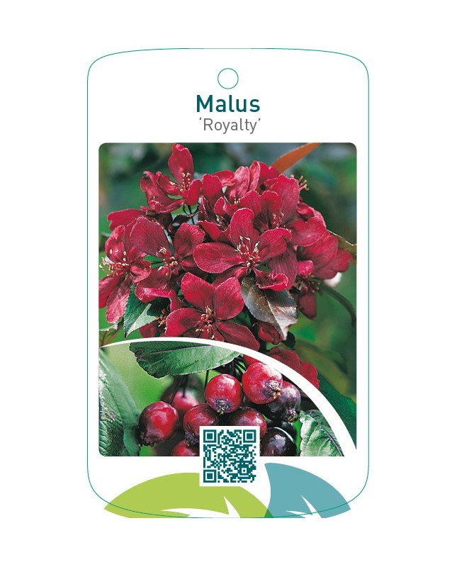 Malus ‘Royalty’