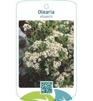 Olearia xhaastii