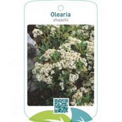 Olearia xhaastii