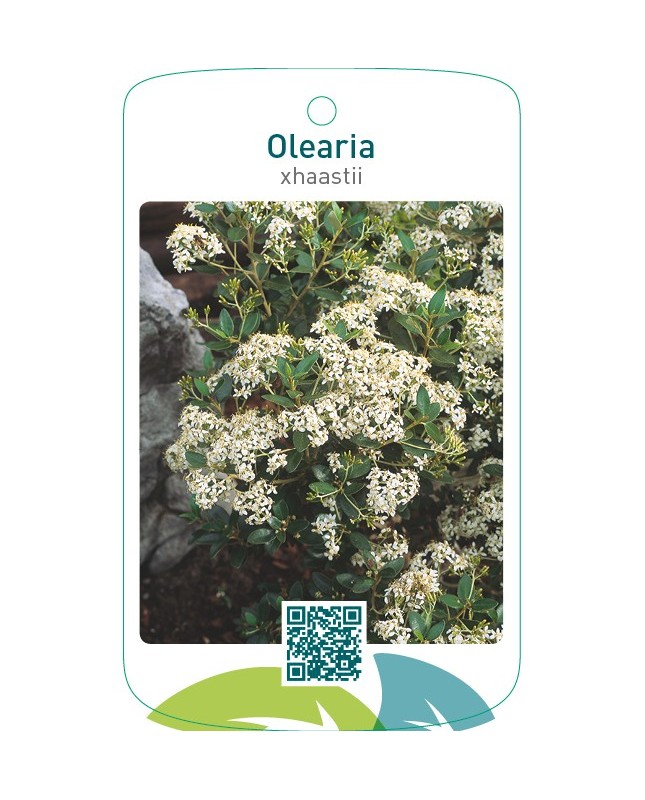 Olearia xhaastii