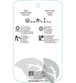 Etichette di Olearia xhaastii *