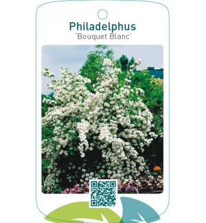 Philadelphus ‘Bouquet Blanc’