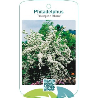 Philadelphus ‘Bouquet Blanc’