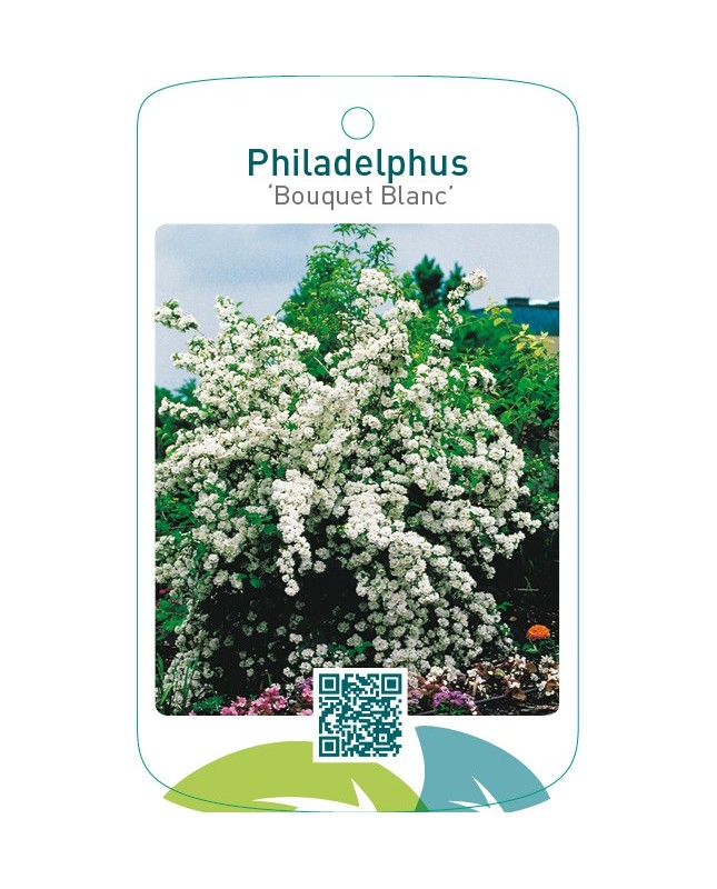 Philadelphus ‘Bouquet Blanc’