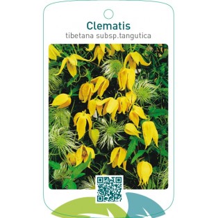 Clematis tibetana subsp.tangutica