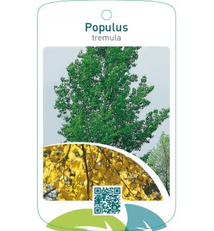 Populus tremula