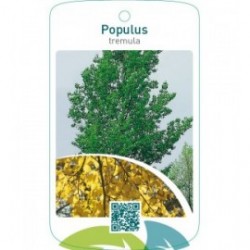 Populus tremula