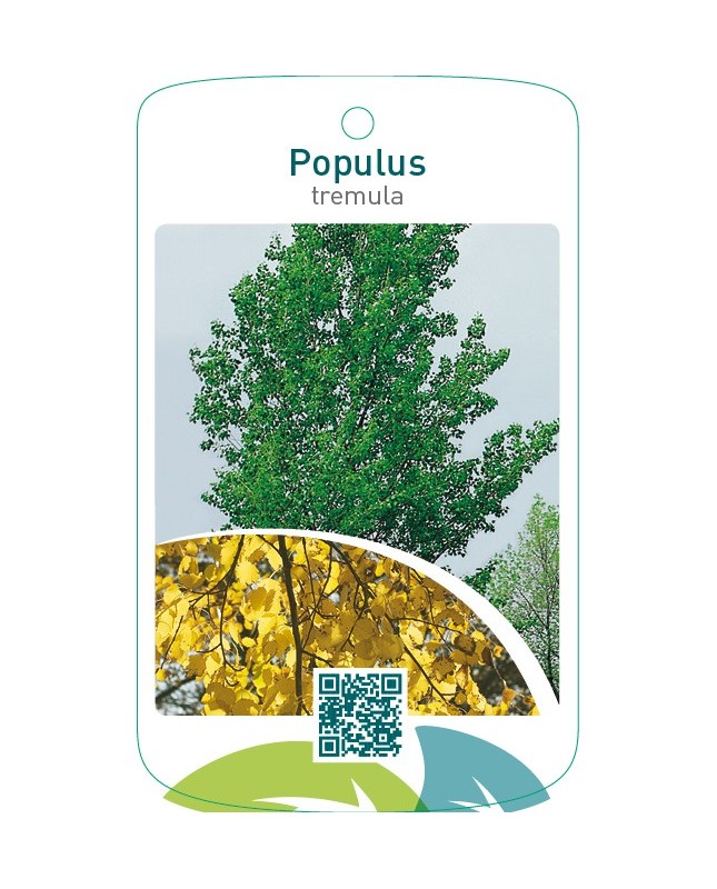 Populus tremula