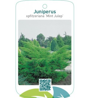 Juniperus xpfitzeriana ‘Mint Julep’
