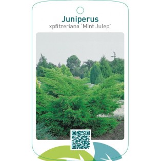 Juniperus xpfitzeriana ‘Mint Julep’