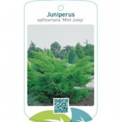 Juniperus xpfitzeriana ‘Mint Julep’