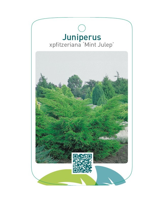 Juniperus xpfitzeriana ‘Mint Julep’
