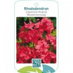 Rhododendron [Japanese Azalea] ‘Moederkensdag’