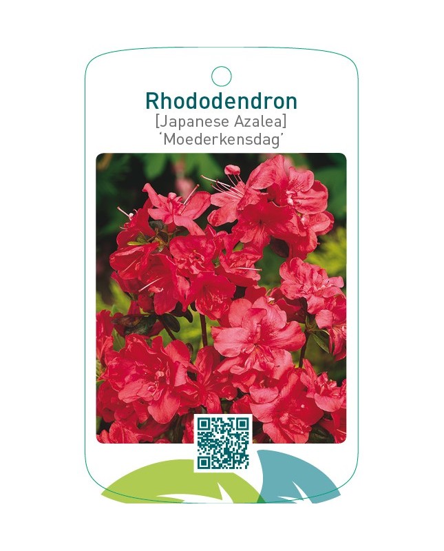 Rhododendron [Japanese Azalea] ‘Moederkensdag’