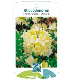 Rhododendron [Ghent Azalea] ‘Daviesii’