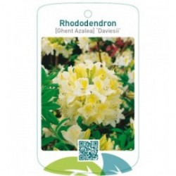 Rhododendron [Ghent Azalea] ‘Daviesii’
