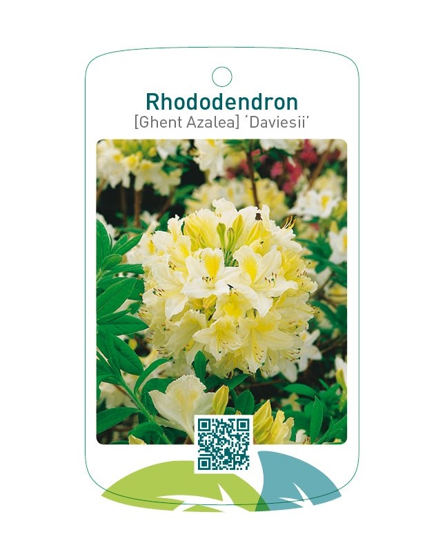 Rhododendron [Ghent Azalea] ‘Daviesii’