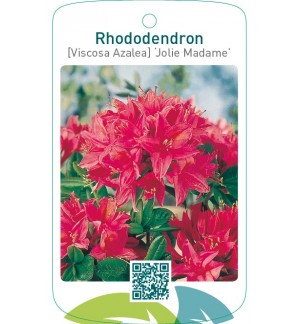 Rhododendron [Viscosa Azalea] ‘Jolie Madame’