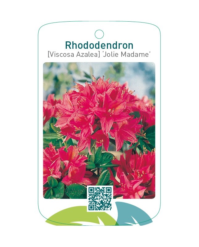Rhododendron [Viscosa Azalea] ‘Jolie Madame’
