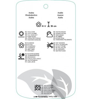 Etichette di Rhododindron [Viscosa Azalea] ‘Jolie Madame’ *