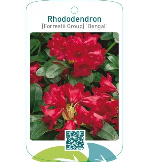 Rhododendron [Forrestii Group] ‘Bengal’