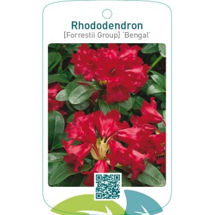 Rhododendron [Forrestii Group] ‘Bengal’