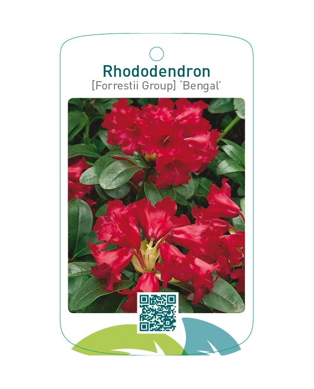 Rhododendron [Forrestii Group] ‘Bengal’