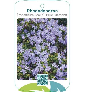 Rhododendron [Impeditum Group] ‘Blue Diamond’