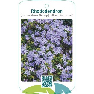 Rhododendron [Impeditum Group] ‘Blue Diamond’