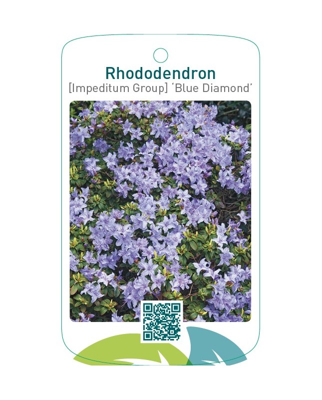 Rhododendron [Impeditum Group] ‘Blue Diamond’