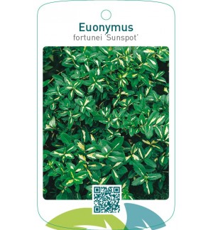 Euonymus fortunei ‘Sunspot’