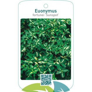 Euonymus fortunei ‘Sunspot’