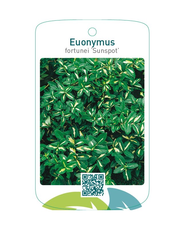 Euonymus fortunei ‘Sunspot’
