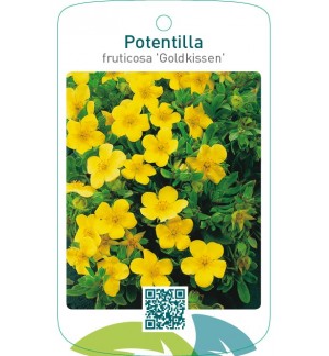 Potentilla fruticosa ‘Goldkissen’