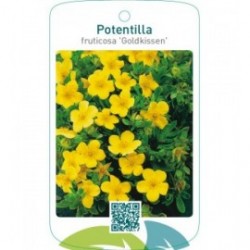 Potentilla fruticosa ‘Goldkissen’