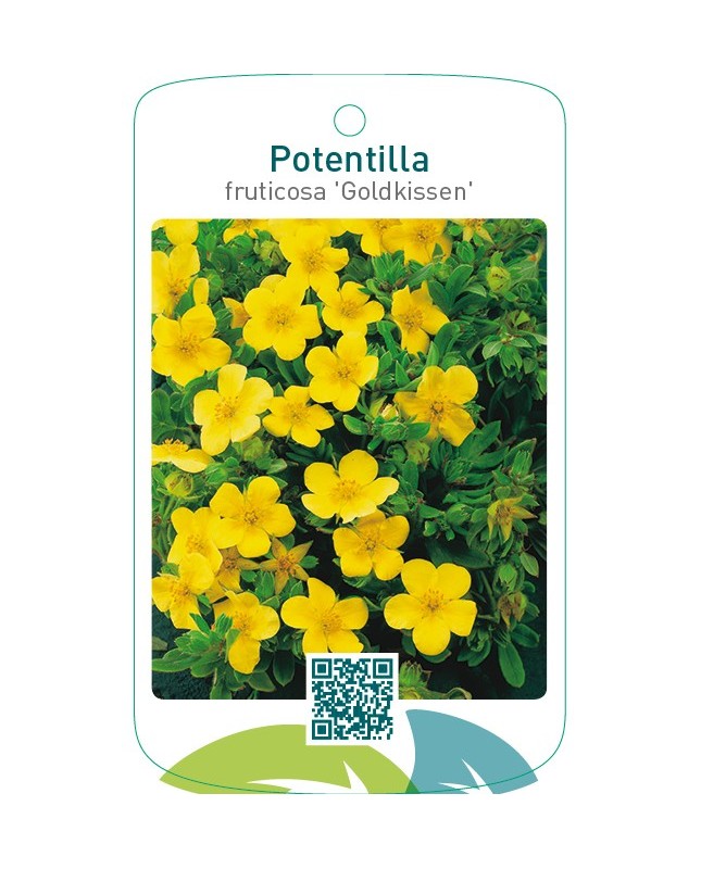 Potentilla fruticosa ‘Goldkissen’