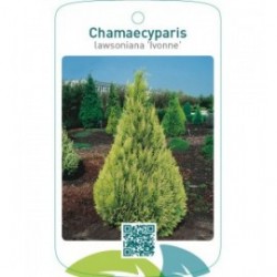 Chamaecyparis lawsoniana ‘Ivonne’