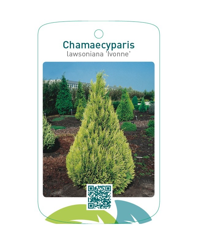 Chamaecyparis lawsoniana ‘Ivonne’