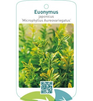 Euonymus japonicus ‘Microphyllus Aureovariegatus'