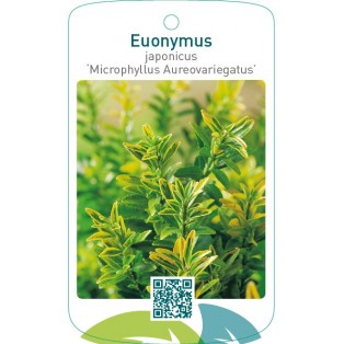 Euonymus japonicus ‘Microphyllus Aureovariegatus'