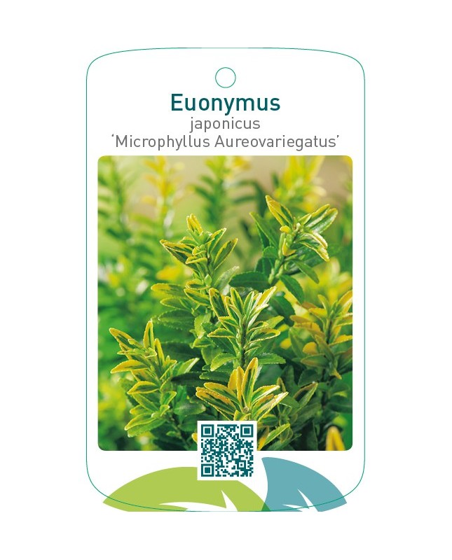 Euonymus japonicus ‘Microphyllus Aureovariegatus'