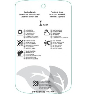 Etichette di Euonymus japonicus ‘Microphyllus Aureovariegatus' *