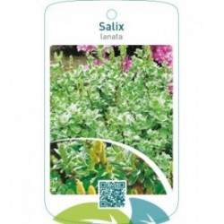 Salix lanata