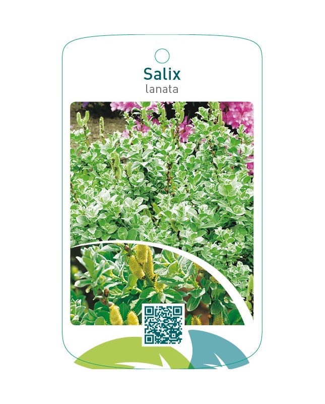 Salix lanata