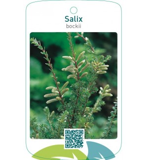 Salix bockii