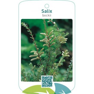 Salix bockii