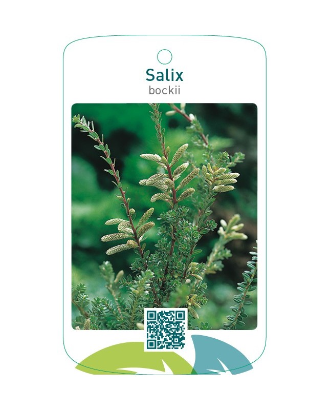 Salix bockii