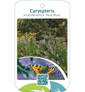 Caryopteris xclandonensis ‘Kew Blue’