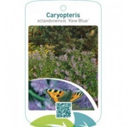Caryopteris xclandonensis ‘Kew Blue’
