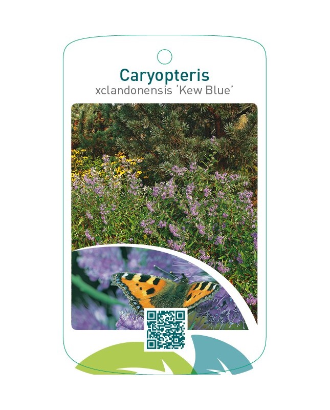 Caryopteris xclandonensis ‘Kew Blue’
